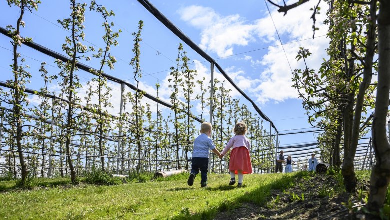 MostMichl Orchard, © Thomas Gobauer-Photography Two children walk hand in hand through an orchard with blossoming trees under a blue sky.