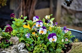 Garden, © Gluschitz-Goebel Colorful pansies in a garden bed.