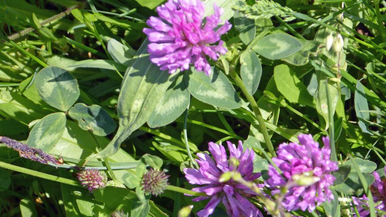 loan_clover, © Zulehen loan_clover, © Zulehen