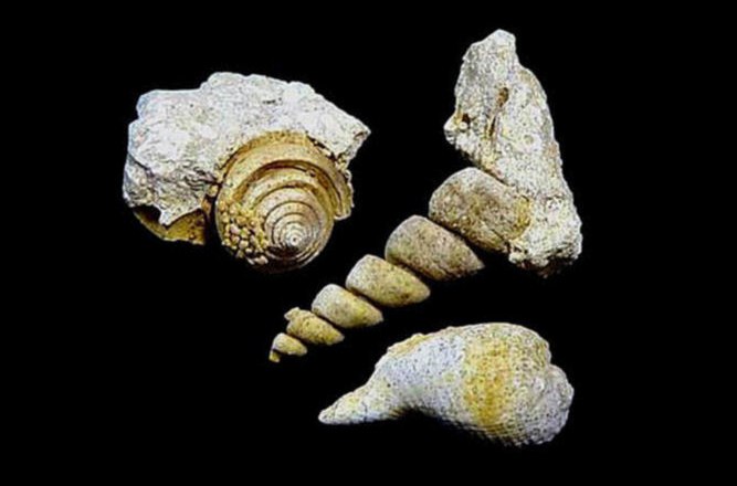 Mannersdorf town museum, found object, © Kultur- und Museumsverein Mannersdorf am Lgb. Mannersdorf town museum, found object, © Kultur- und Museumsverein Mannersdorf am Lgb.