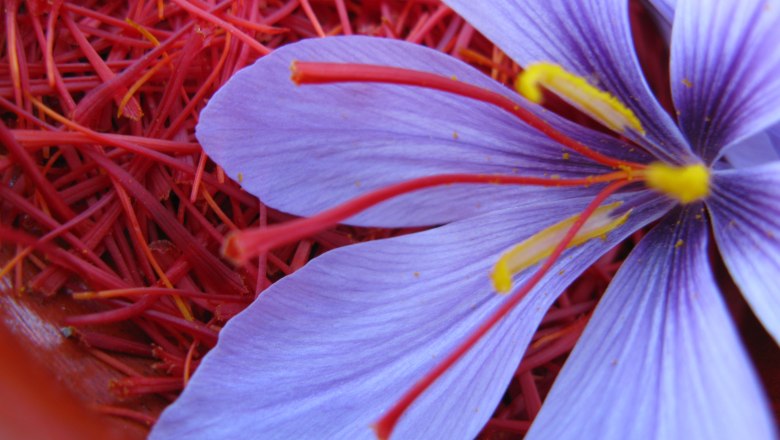 Saffron blossom, © Wachauer Safran/Bernhard Kaar Saffron blossom, © Wachauer Safran/Bernhard Kaar