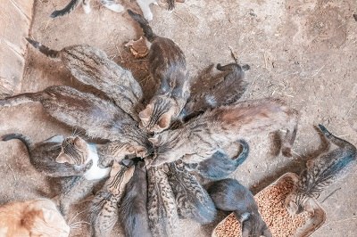 It's snack time, © Einkehrhof Poggau It's snack time, © Einkehrhof Poggau