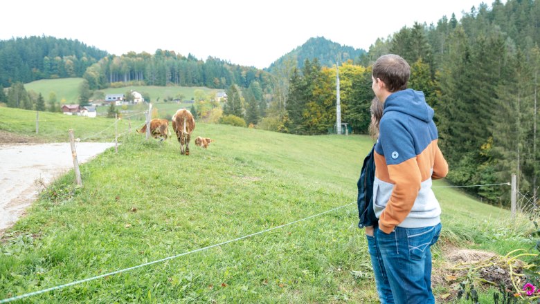 Calves on the pasture, © Grasberger Calves on the pasture, © Grasberger