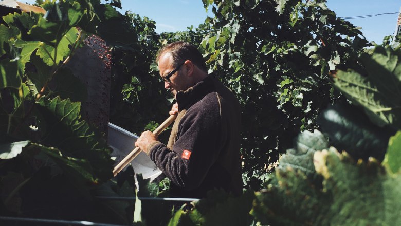 Organic winery Hofschneider Mannersdorf, © Bio Weingut Hofschneider Man working in a vineyard, surrounded by green leaves.