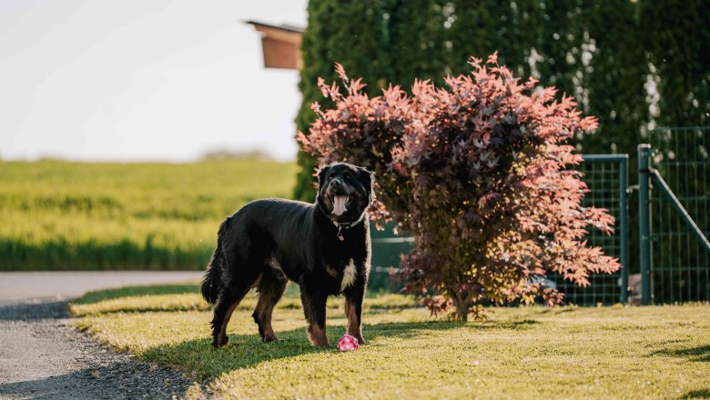 Farm dog Pauli, © MIKU. Media OG Hofhung Pauli has a cue ball in front of him and is standing in the garden in front of a flowering shrub