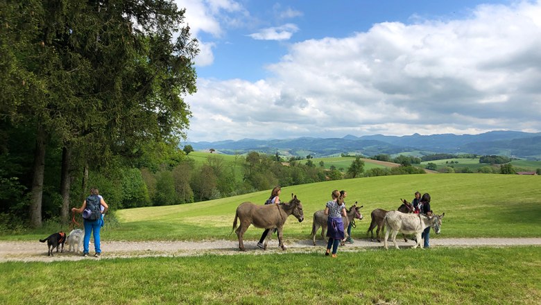 Donkey trekking at the Esperanza farm, &copy; Mag.a Martina Kotzina, Esperanza- Zentrum f&uuml;r tierunterst&uuml;tzte P&auml;dagogik