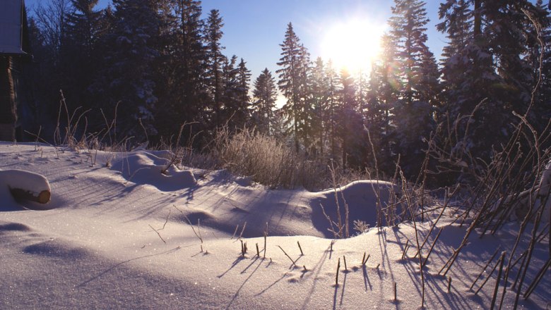 Snowy landscape at sunrise with trees in the background.