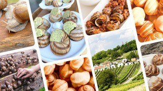 Weinviertel vineyard snail, © Weinviertler Weinbergschnecke