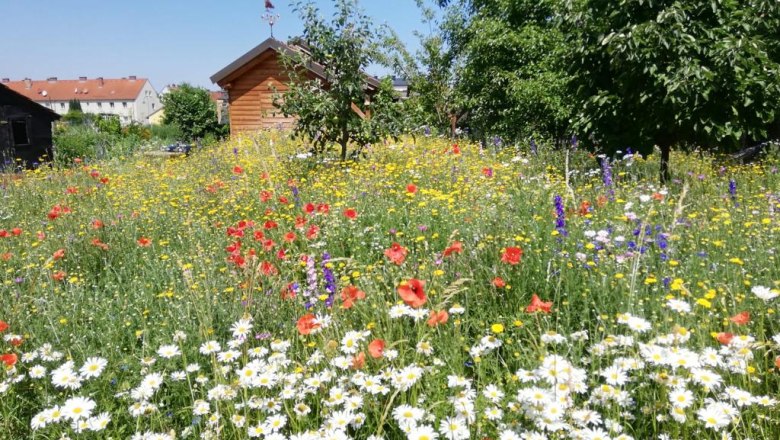 Flowering meadow with colorful flowers and a wooden house in the background.