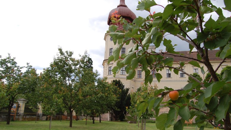 Apricot garden in the monastery, © Eveline Gruber