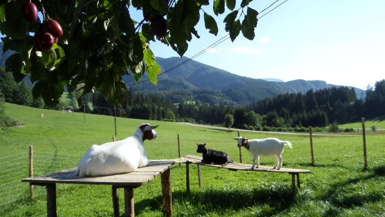 Goats at Ablass farm, © Ablaß