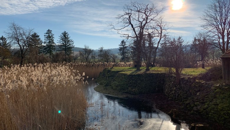 A moat with reeds and trees in the sunlight.