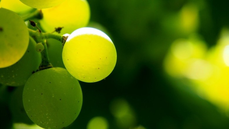 Viticulture Rosner, © Weinbau Rosner