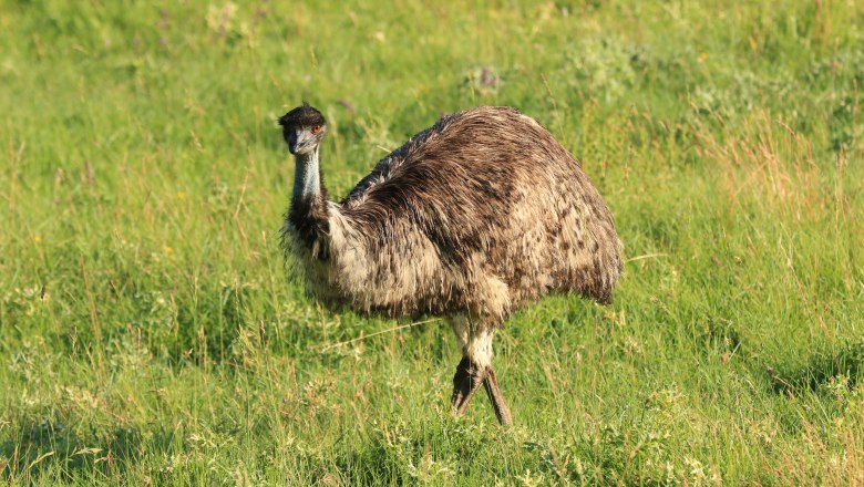 An emu stands on a green meadow.