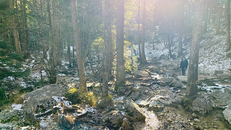 Forest landscape with sunlight and a hiker on a path.