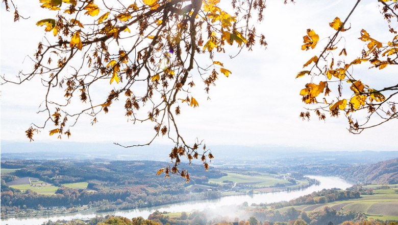 Autumn landscape with a view of the Danube valley and colorful foliage in the foreground.