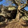 A large tree with branching branches stands next to massive boulders on a leaf-covered ground under a clear blue sky.