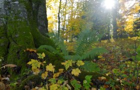 A moss-covered tree trunk in Lilienfeld Abbey Park with ferns and autumn leaves in the foreground, sunlight shining through the trees.