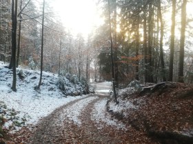 Waldweg hinauf zur Oase, &copy; Wiener Alpen in Nieder&ouml;sterreich - Wechsel