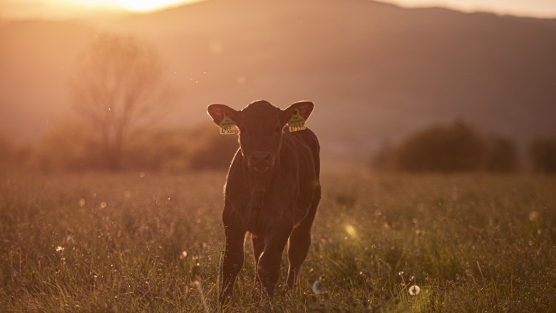 A calf stands in a meadow at sunset.