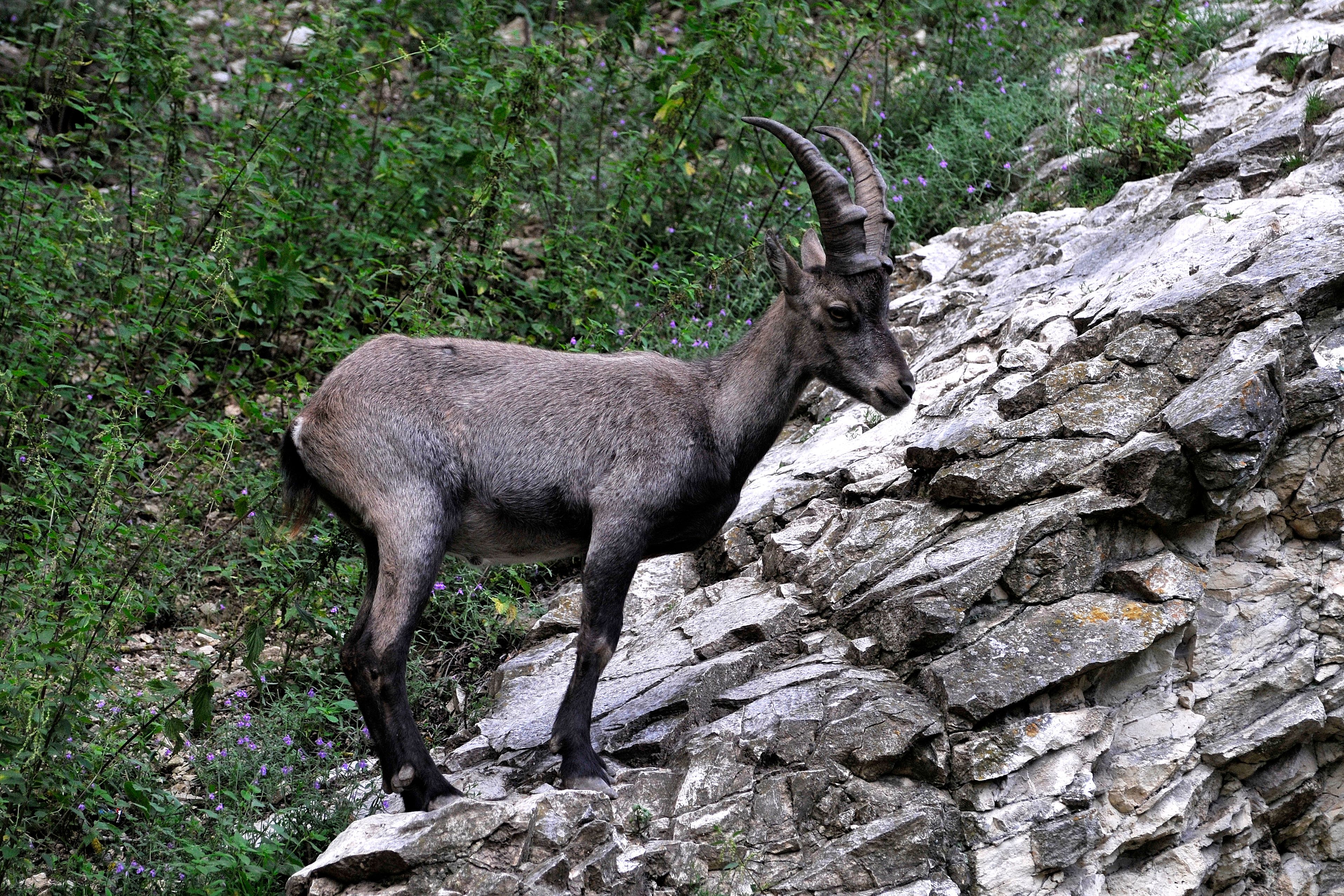 Capricorn