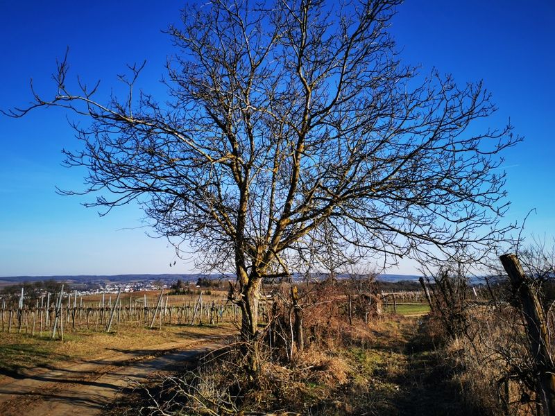 Landscape with bare trees and vineyards under a blue sky.