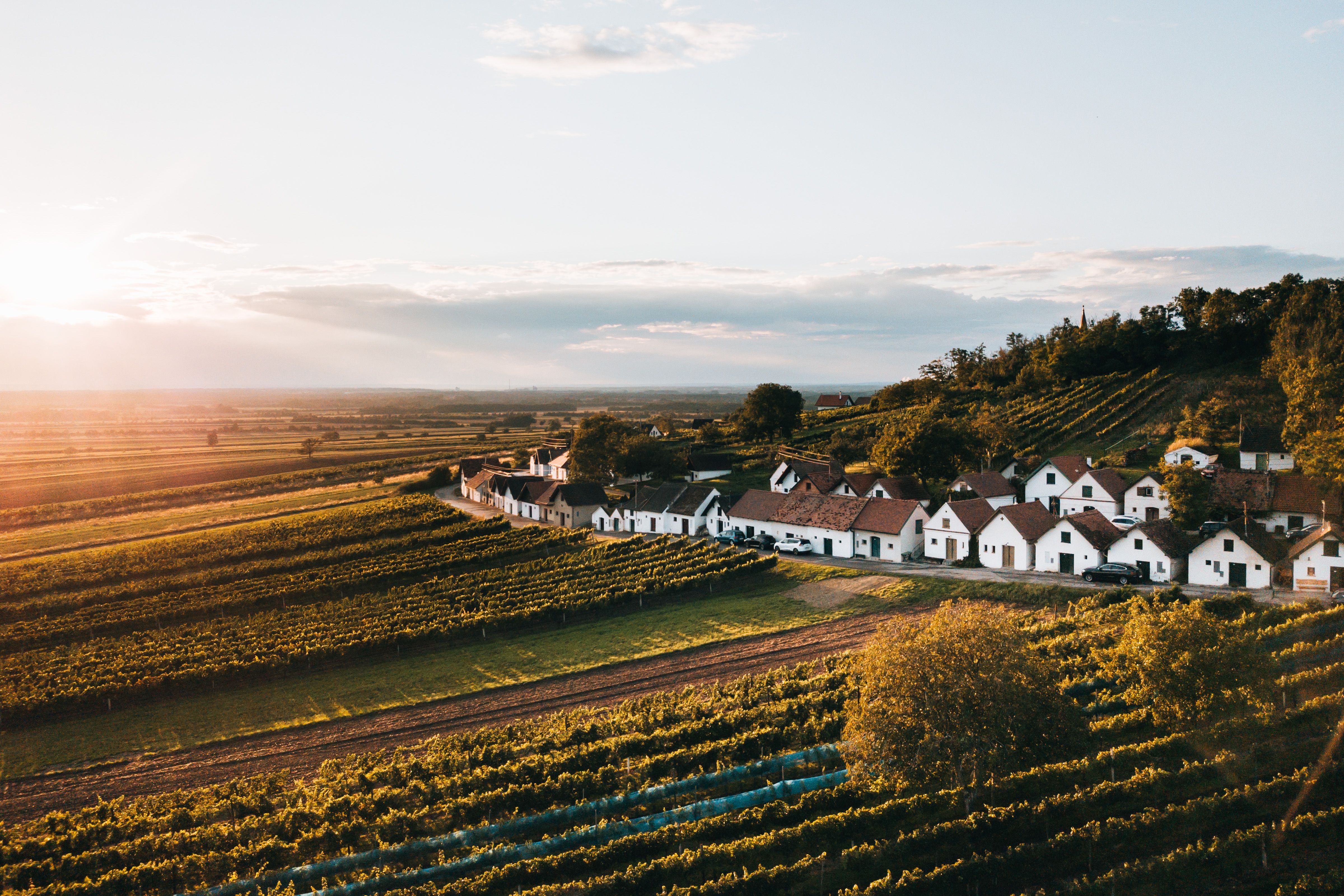 Aerial view of the Galgenberg wine cellar lane in Wildendürnbach, surrounded by vineyards at sunset.