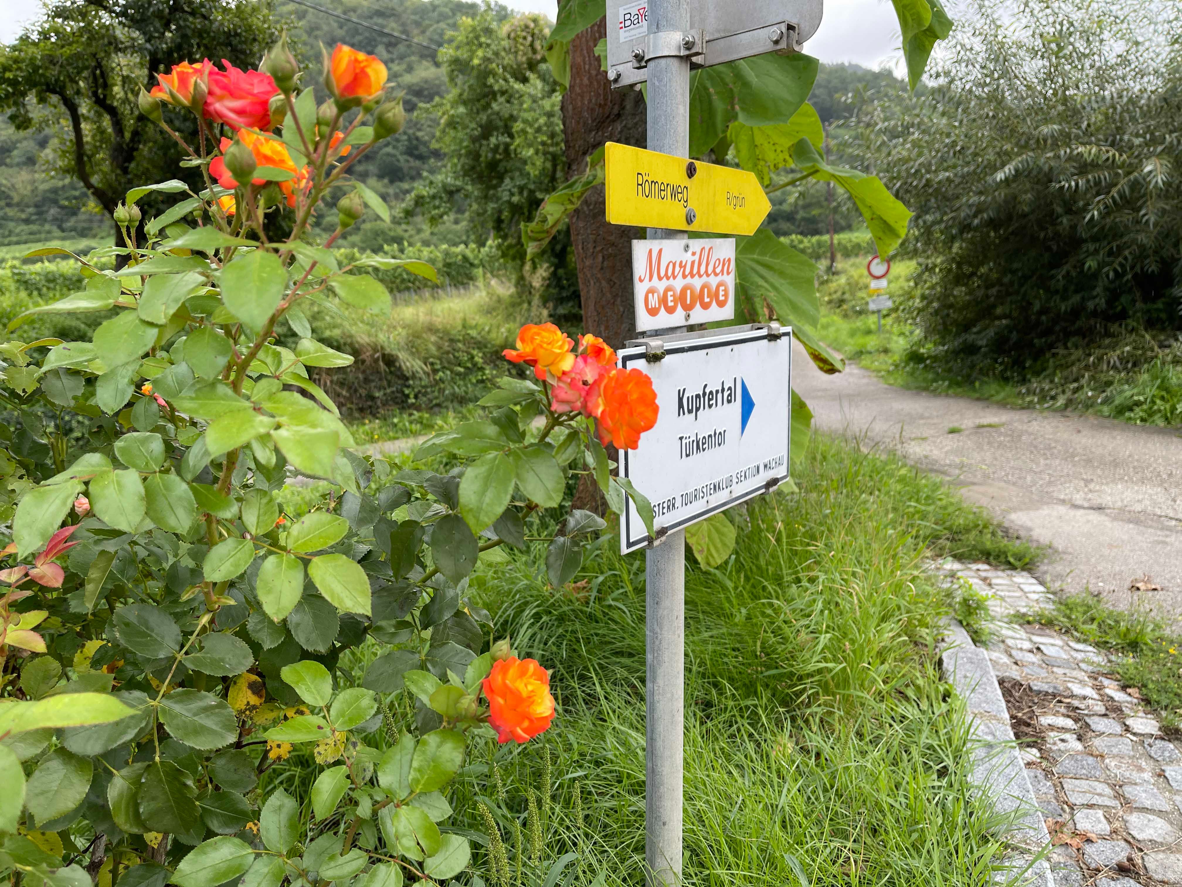 Signpost to the apricot mile with roses in the foreground.