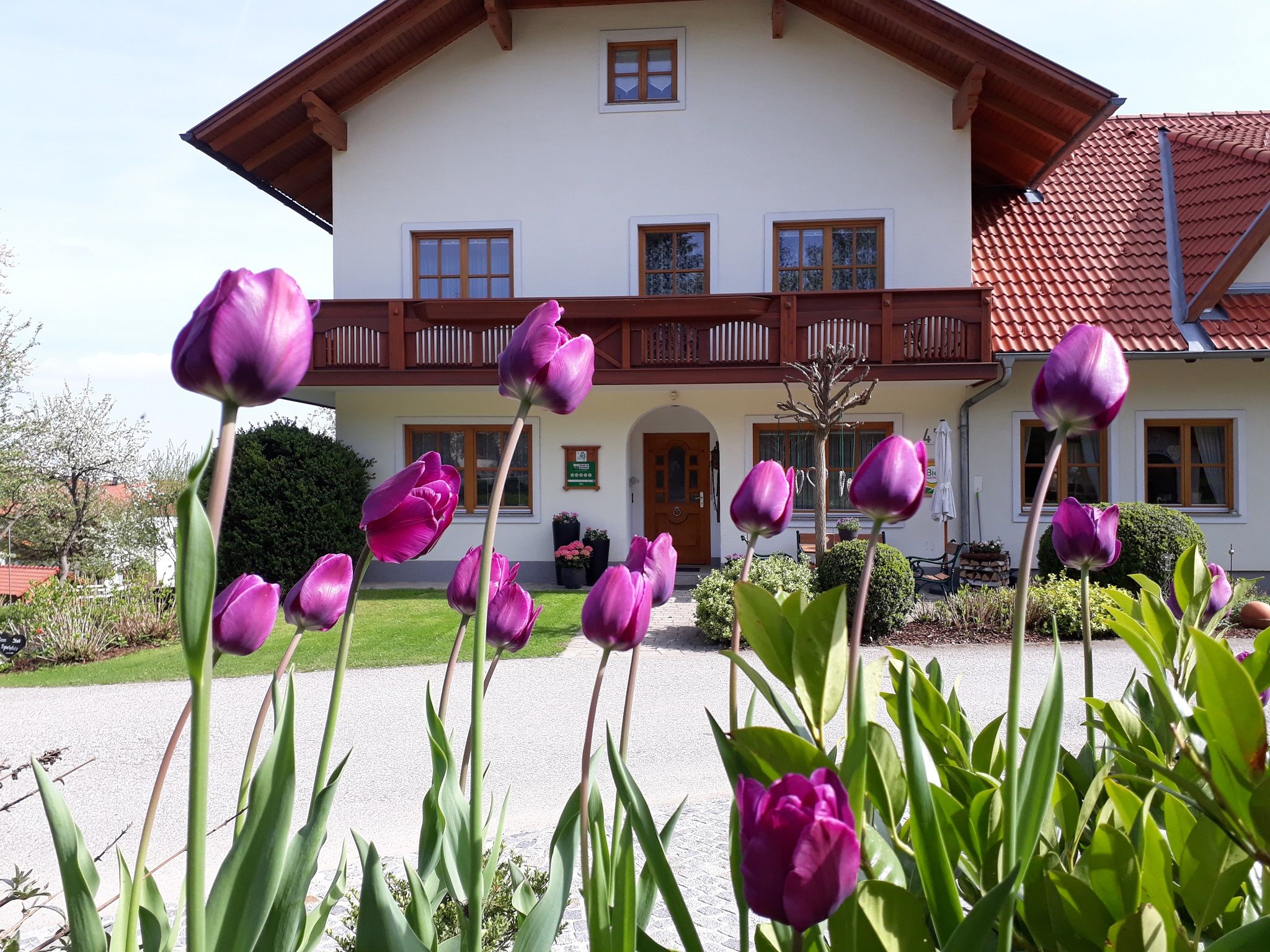 Farmhouse with purple tulips in the foreground.