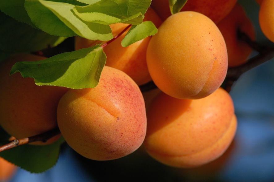 Close-up of ripe, orange apricots on a tree with green leaves.