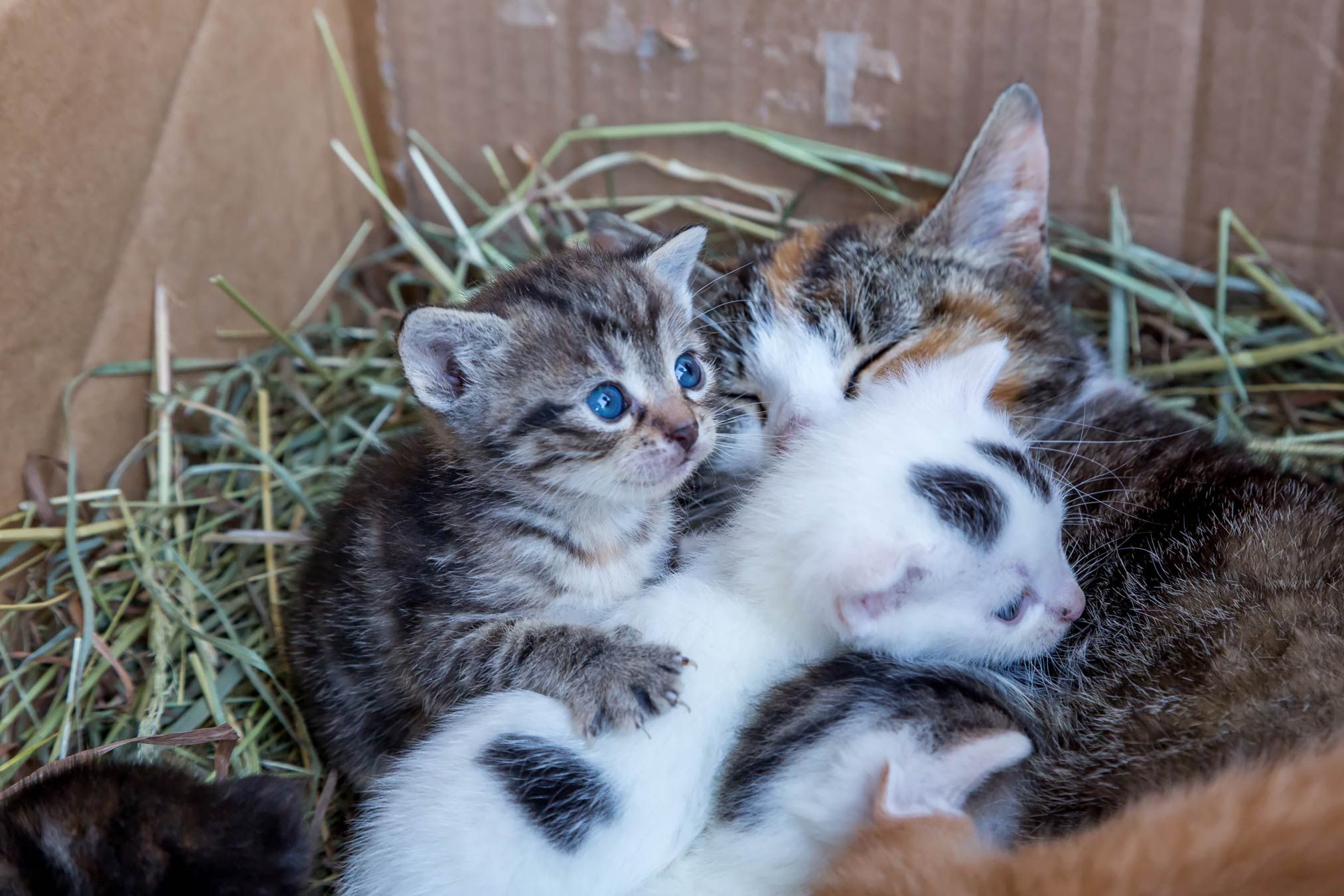Kitten in a box with hay.