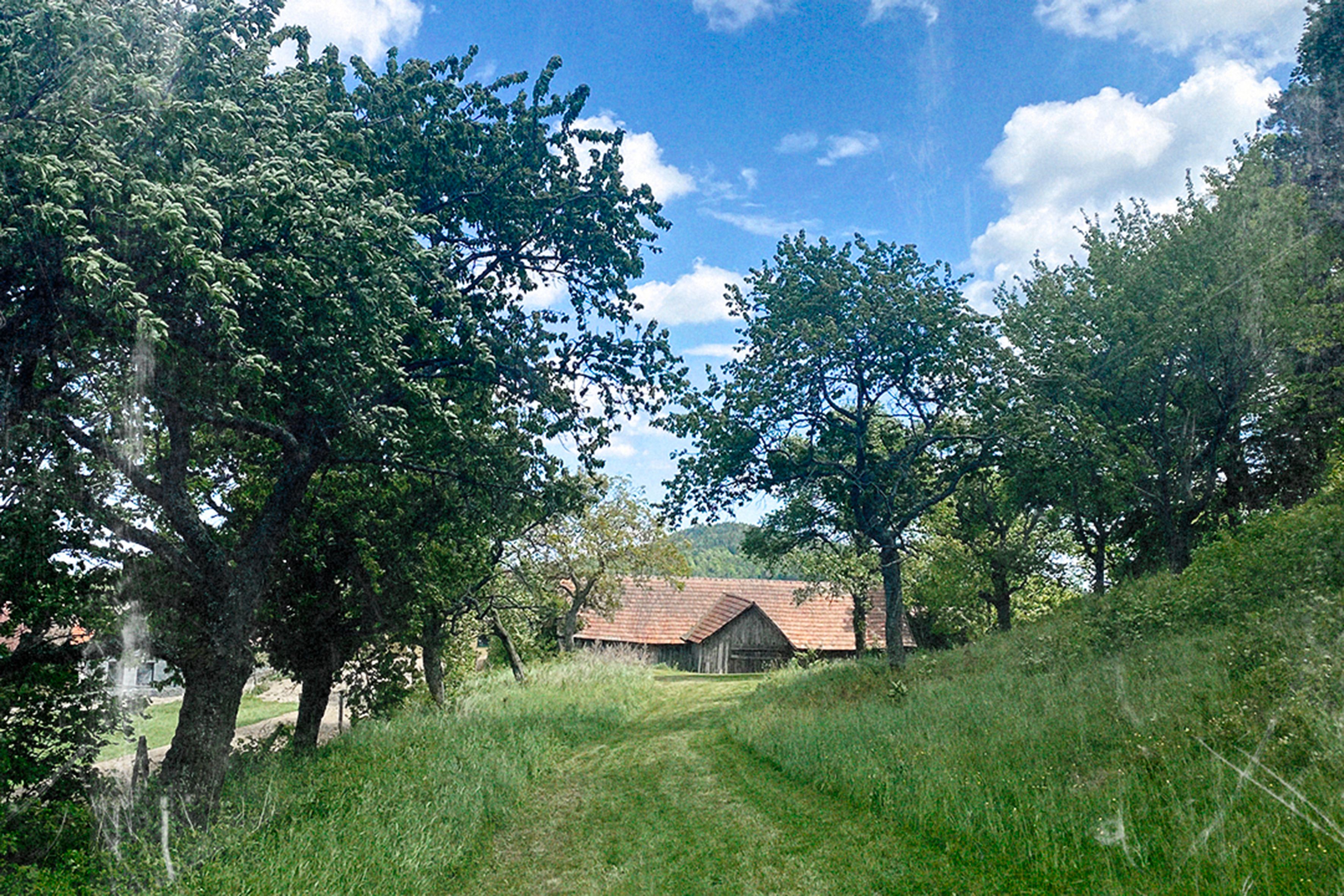 A country road leads through a green meadow, lined with trees, to a house with a red-tiled roof under a blue sky.