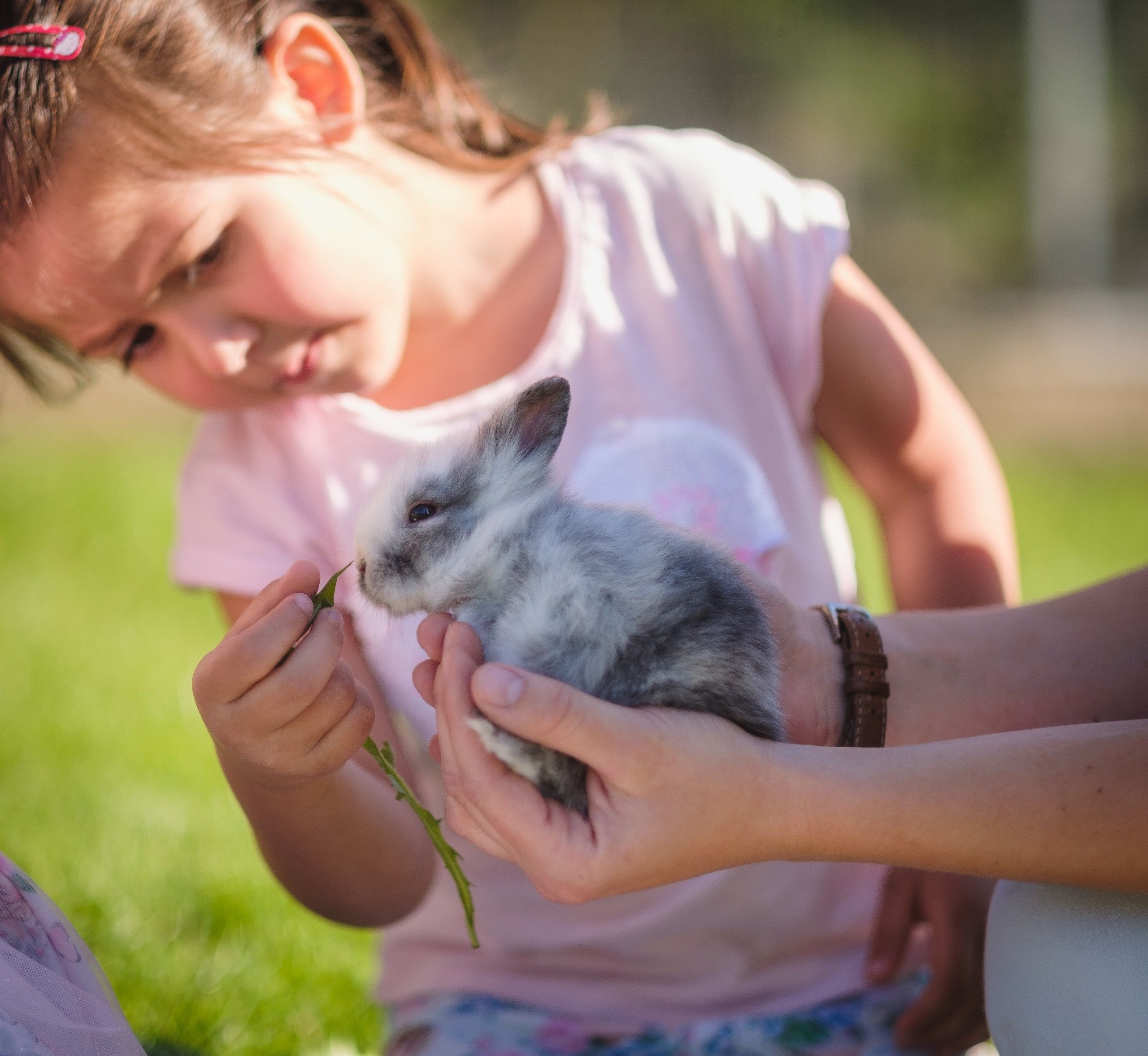 A child carefully feeds a small rabbit.