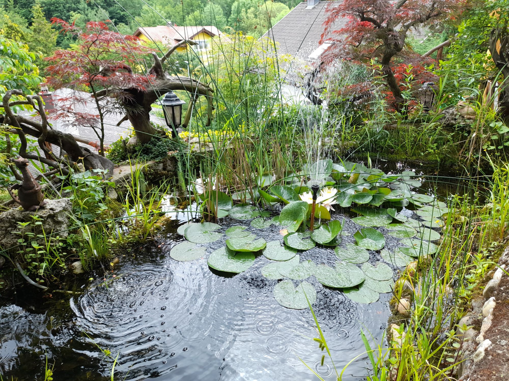 A small pond with water lilies and a water sprinkler, surrounded by lush vegetation and trees.