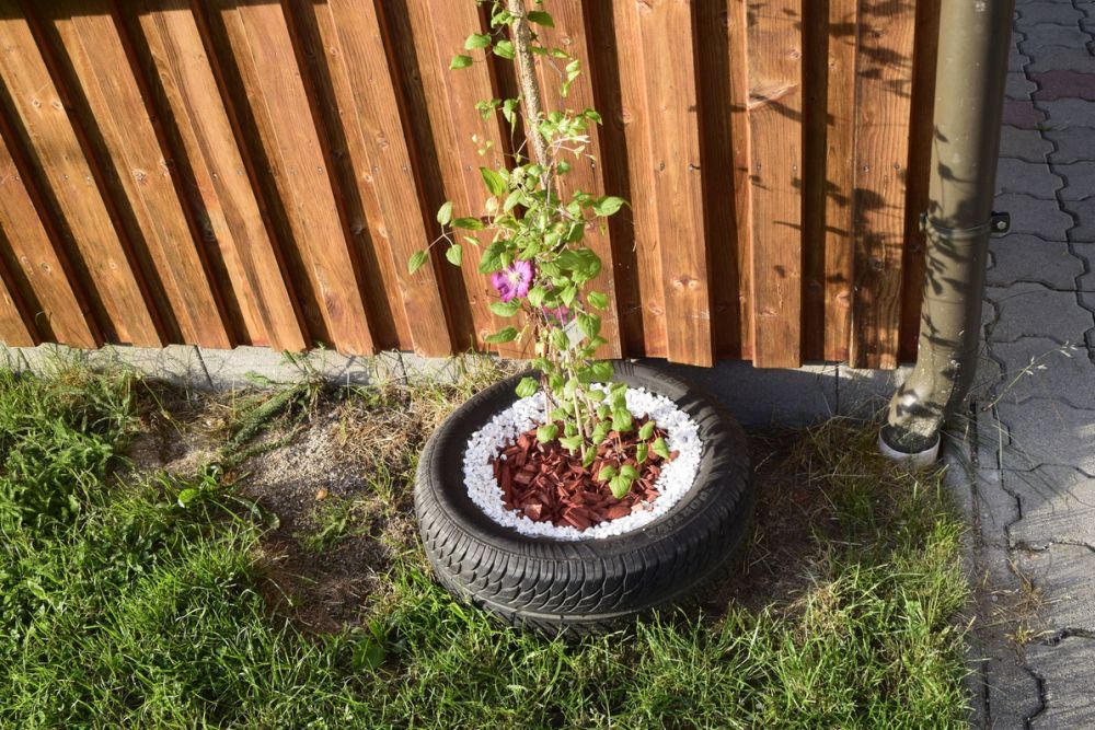 A tire serves as a planter for a flowering plant in front of a wooden wall.