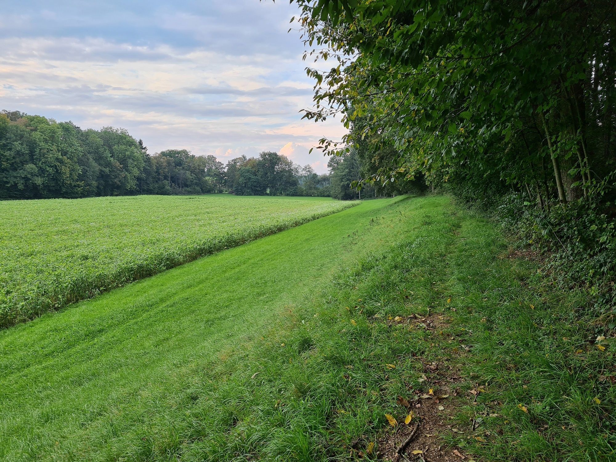 Path at the edge of the forest