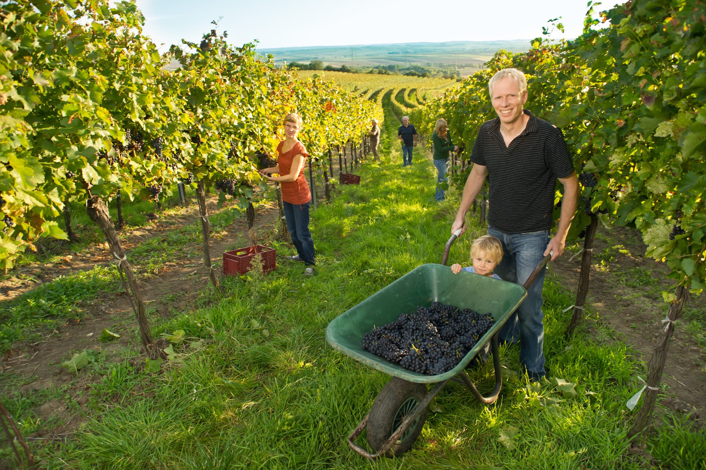 People harvesting grapes in a vineyard, a man pushing a wheelbarrow with grapes and a child.