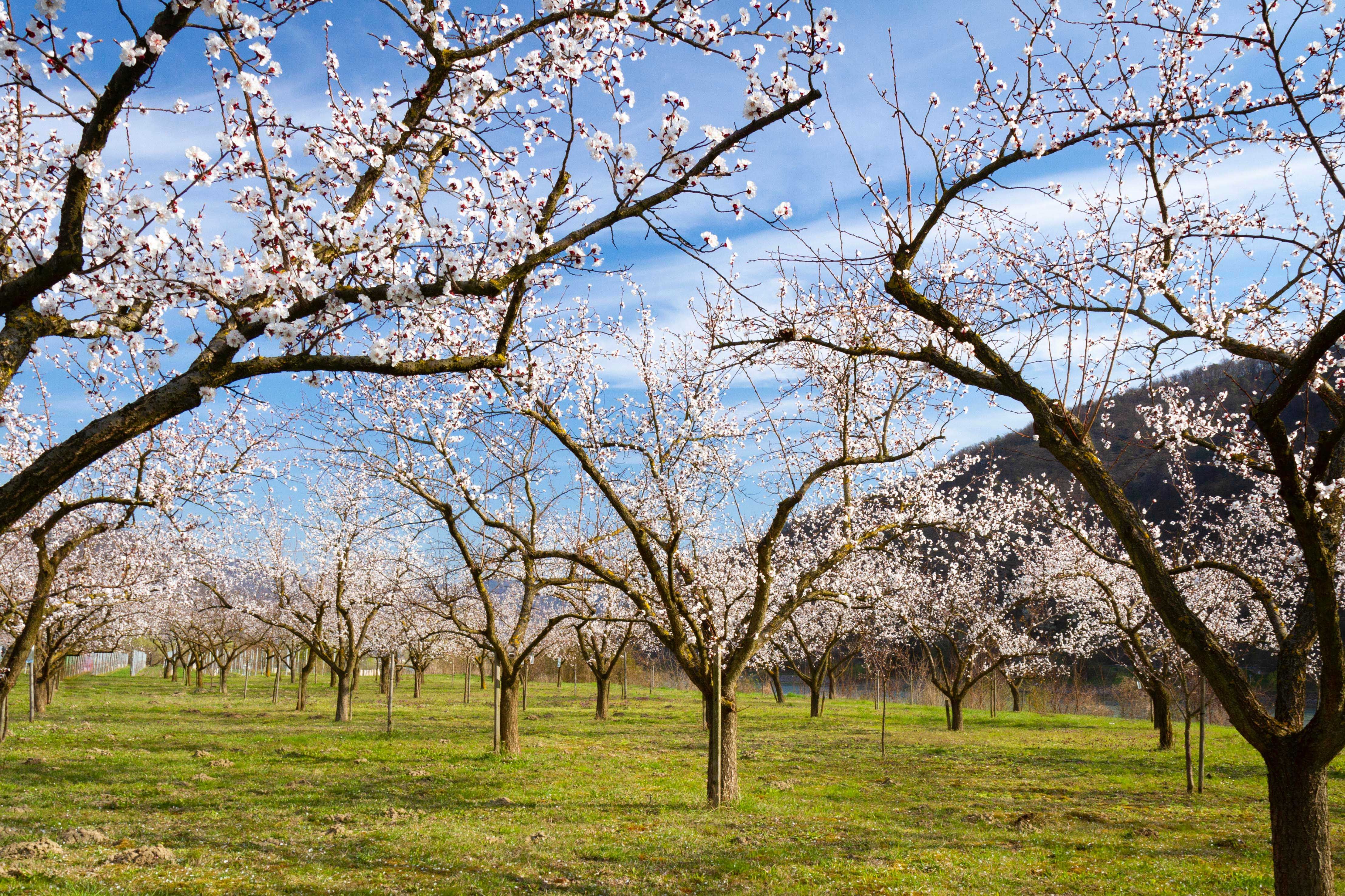 Blooming apricot trees in an orchard in the Wachau.