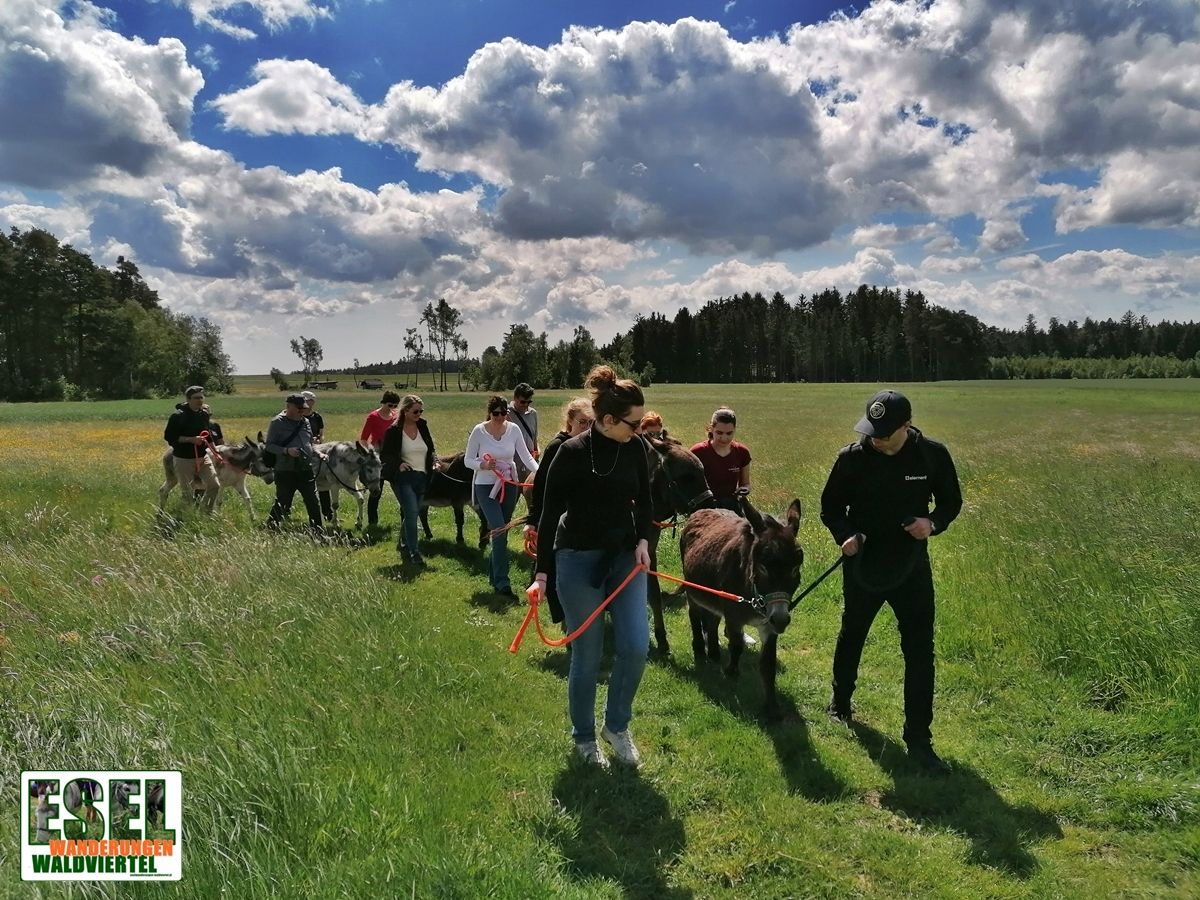 Donkey trekking