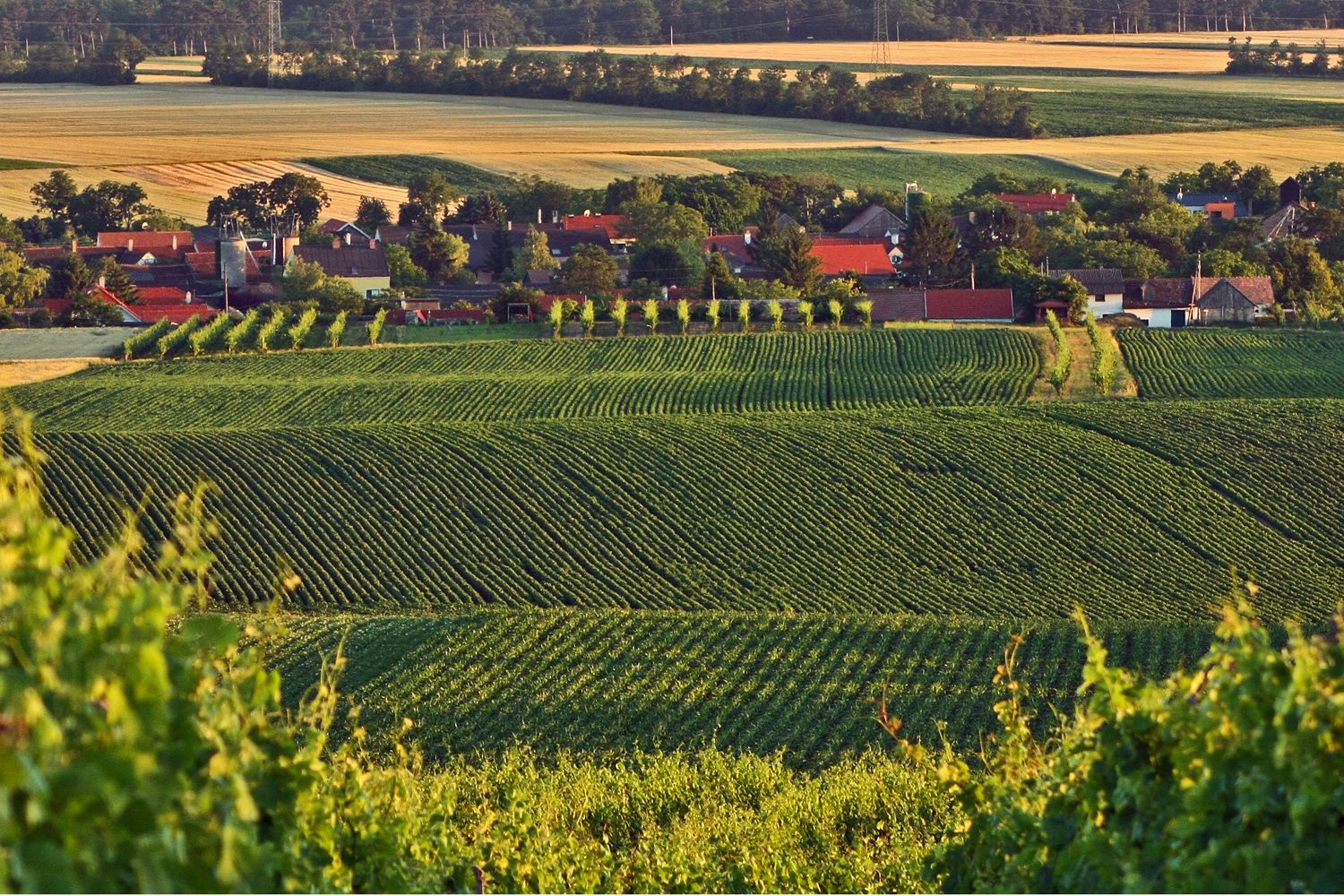 Landscape with vineyards and village in the background.