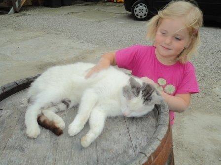 Cat, &copy; Gudrun Berndl