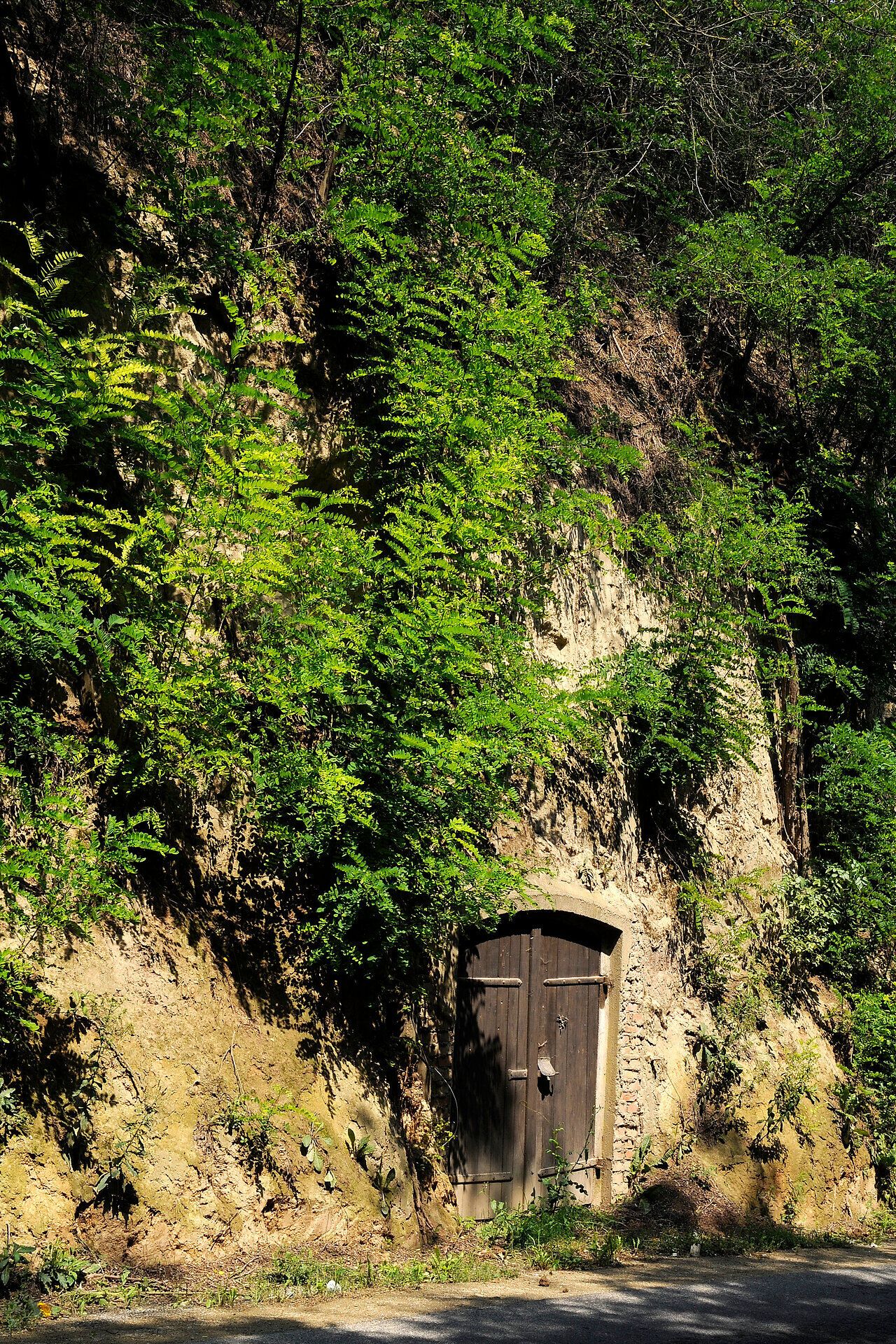 A hidden wooden door, surrounded by lush greenery, invites you to discover nature. The gentle hills and the interplay of light and shade create a harmonious atmosphere that invites you to linger.