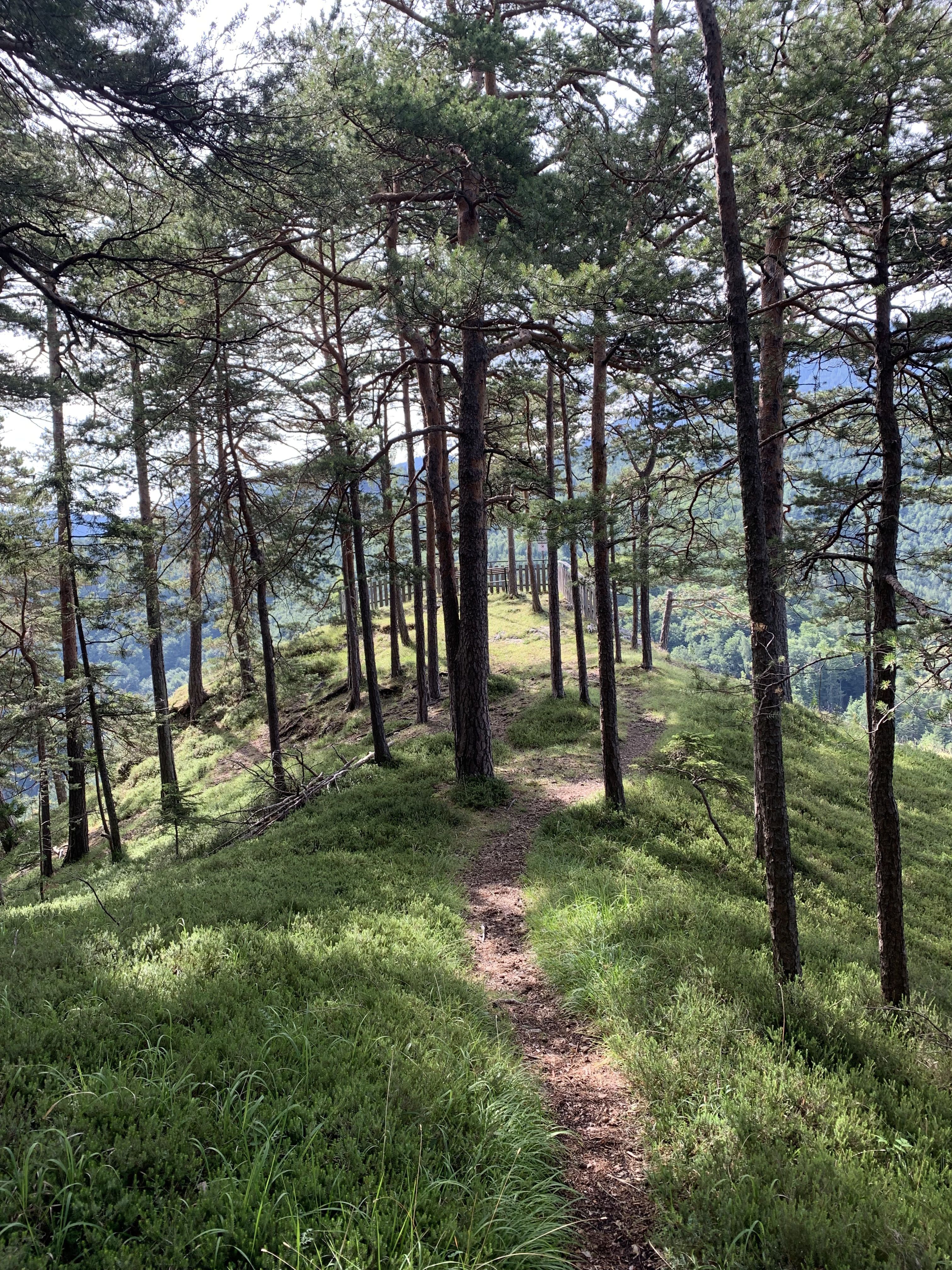 A narrow forest path leads to a viewpoint