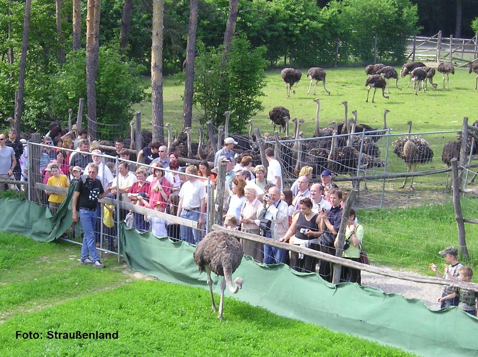 Visitors watch ostriches in an enclosure in Ostrichland Gärtner.