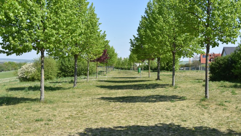 A tree-lined avenue with green grass and blue sky.