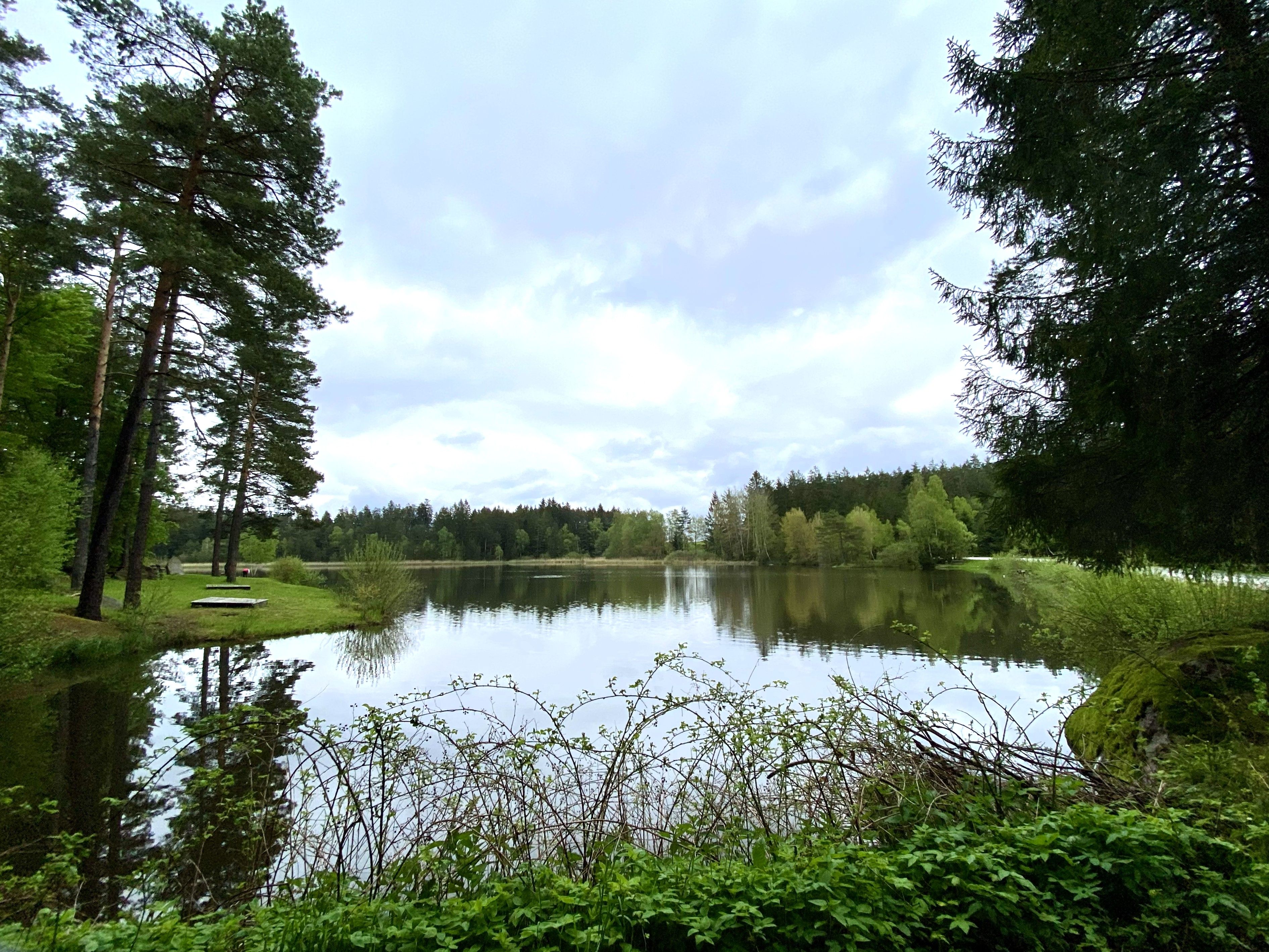 Pond surrounded by green forests