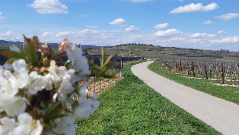 Landscape with blossoming trees, a path and vineyards under a blue sky.