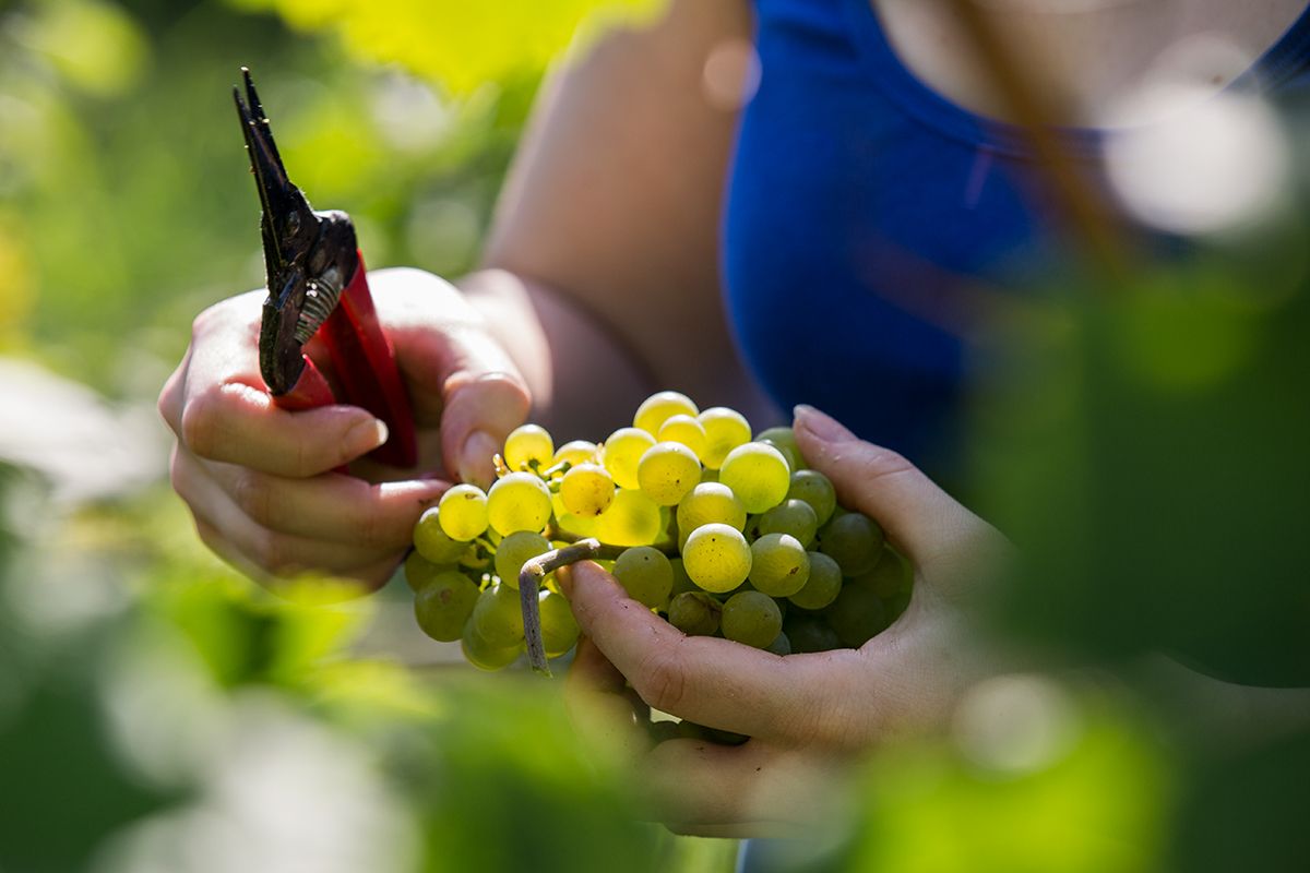 Winemakers at work
