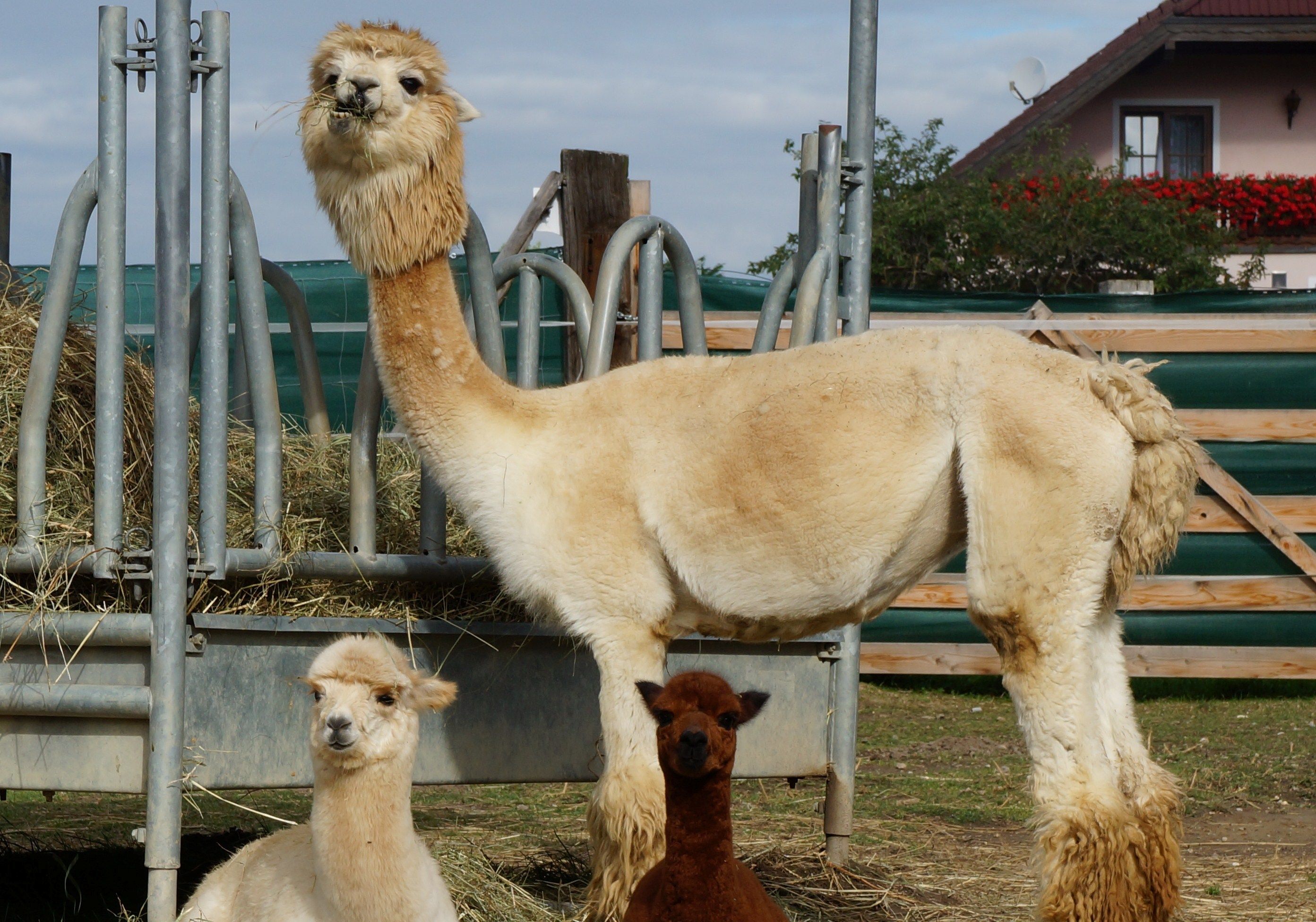 Three alpacas on a farm, one standing and two sitting, with a house in the background.