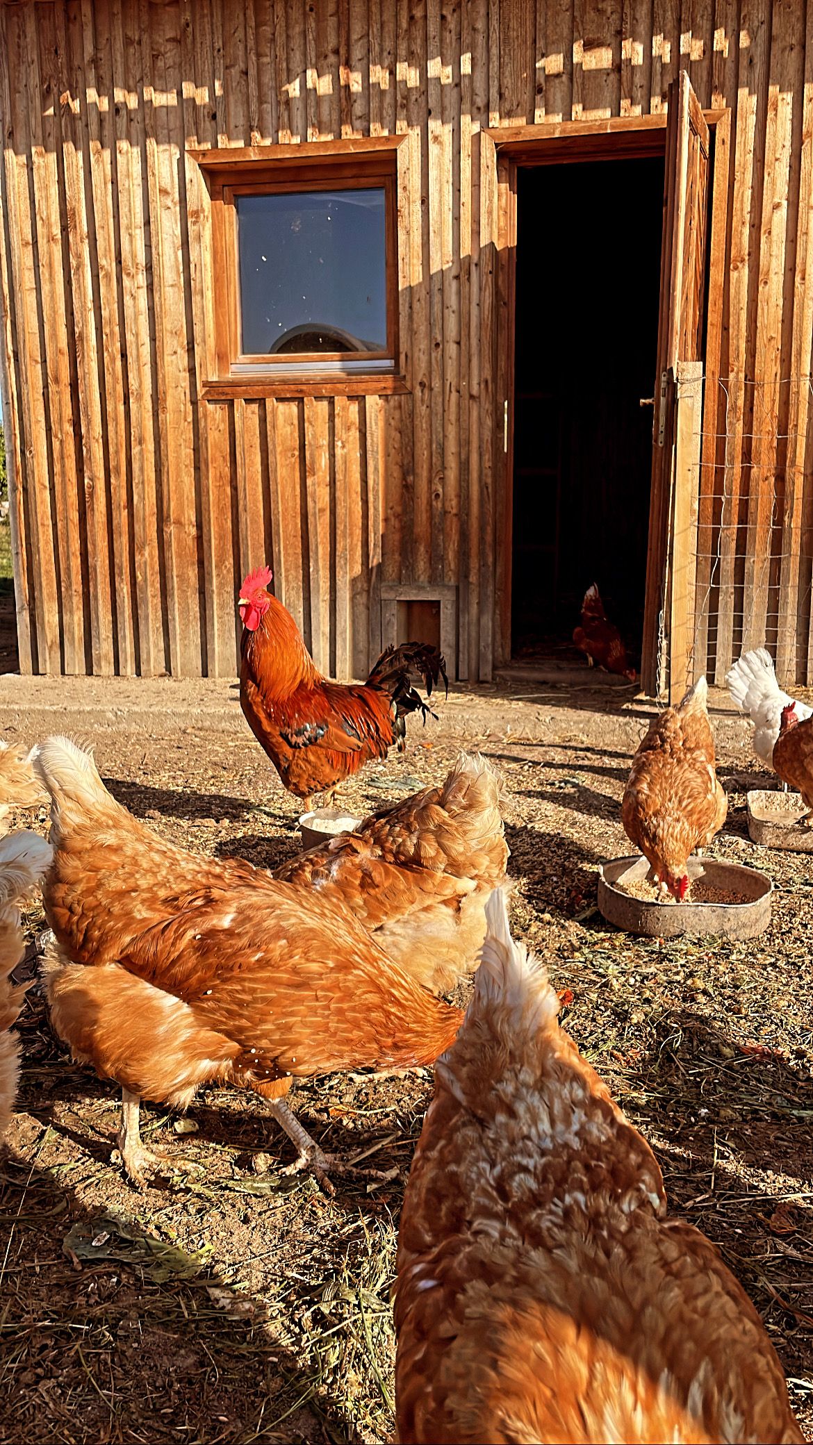 Our organic chickens 